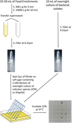 Microbial Antagonism in Food-Enrichment Culture: Inhibition of Shiga Toxin-Producing Escherichia coli and <mark class="highlighted">Shigella Species</mark>